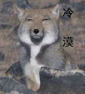 藏狐四大表情包图片