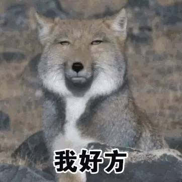 张辰亮藏狐表情包图片