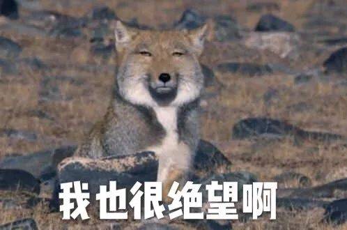 青春环游记藏狐表情图片