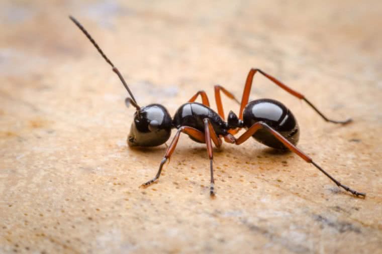 蚂蚁图片种类图片