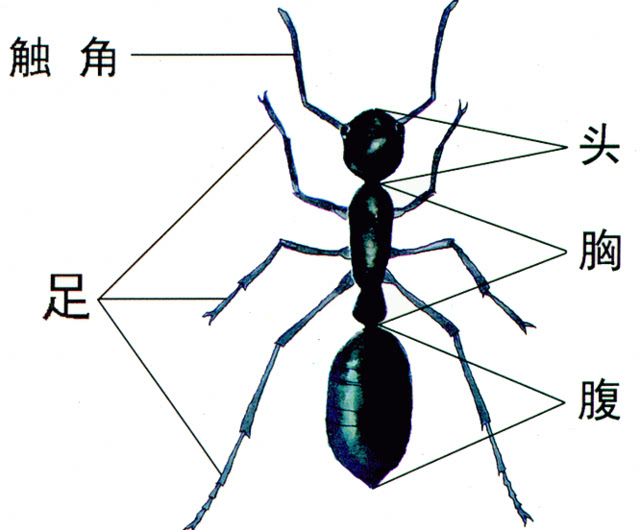 蚂蚁的种类及分工图片