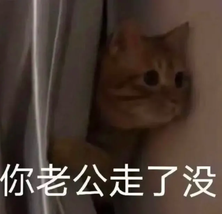 你老公走了吗猫猫表情包你老婆走了吗猫咪表情包