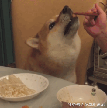 这狗是真爱吃饭啊是怎么回事?
