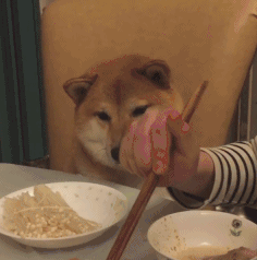 这狗是真爱吃饭啊是怎么回事?