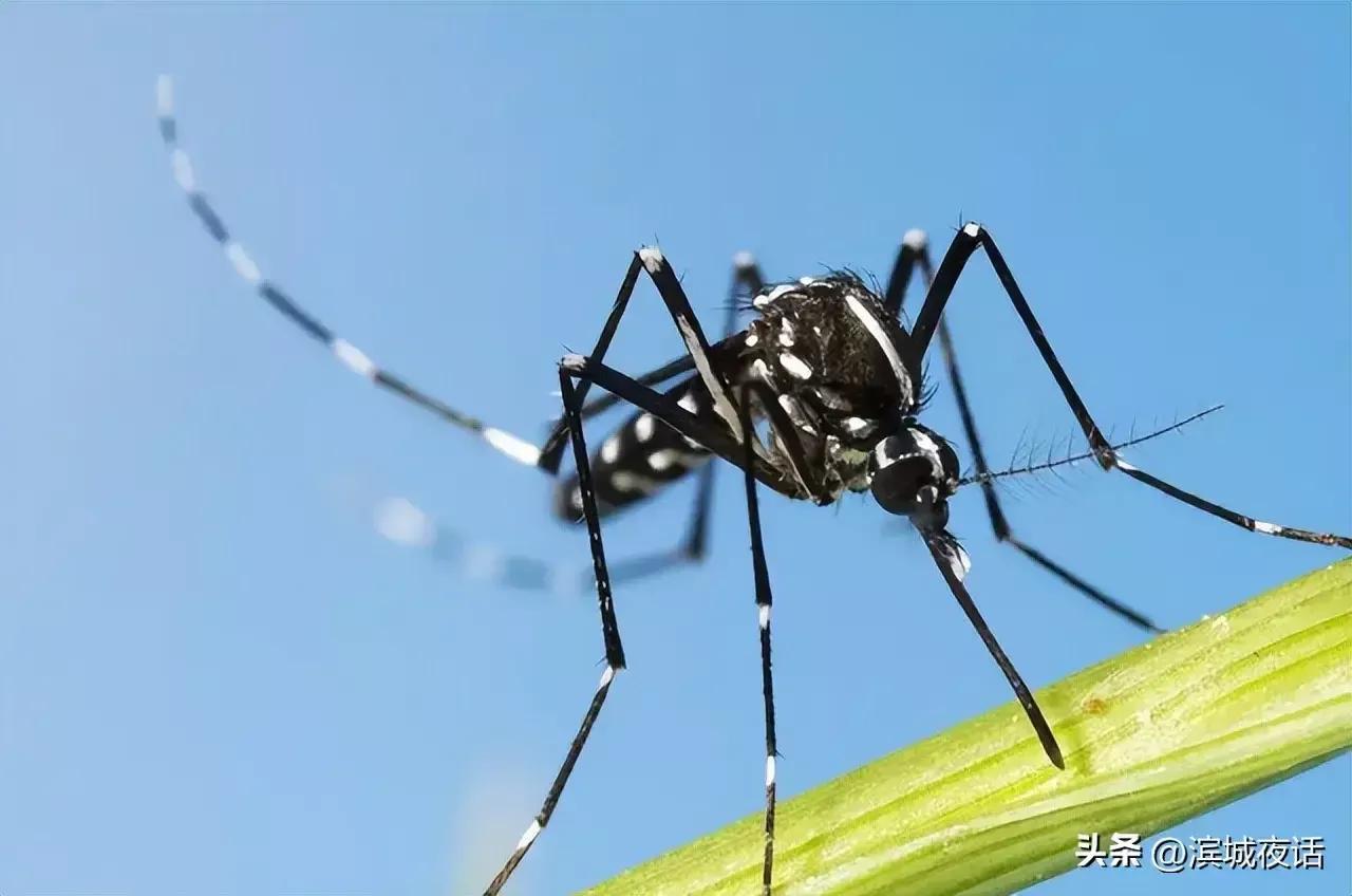 全国人大代表提议全面消灭蚊子,全国人大代表提议全面消灭蚊子毒品