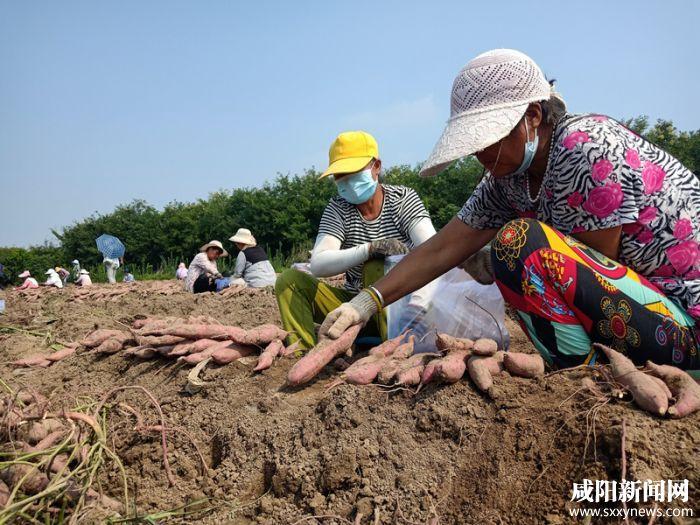 500亩红薯地被村民组团偷挖,500亩红薯地被村民组团偷挖怎么办