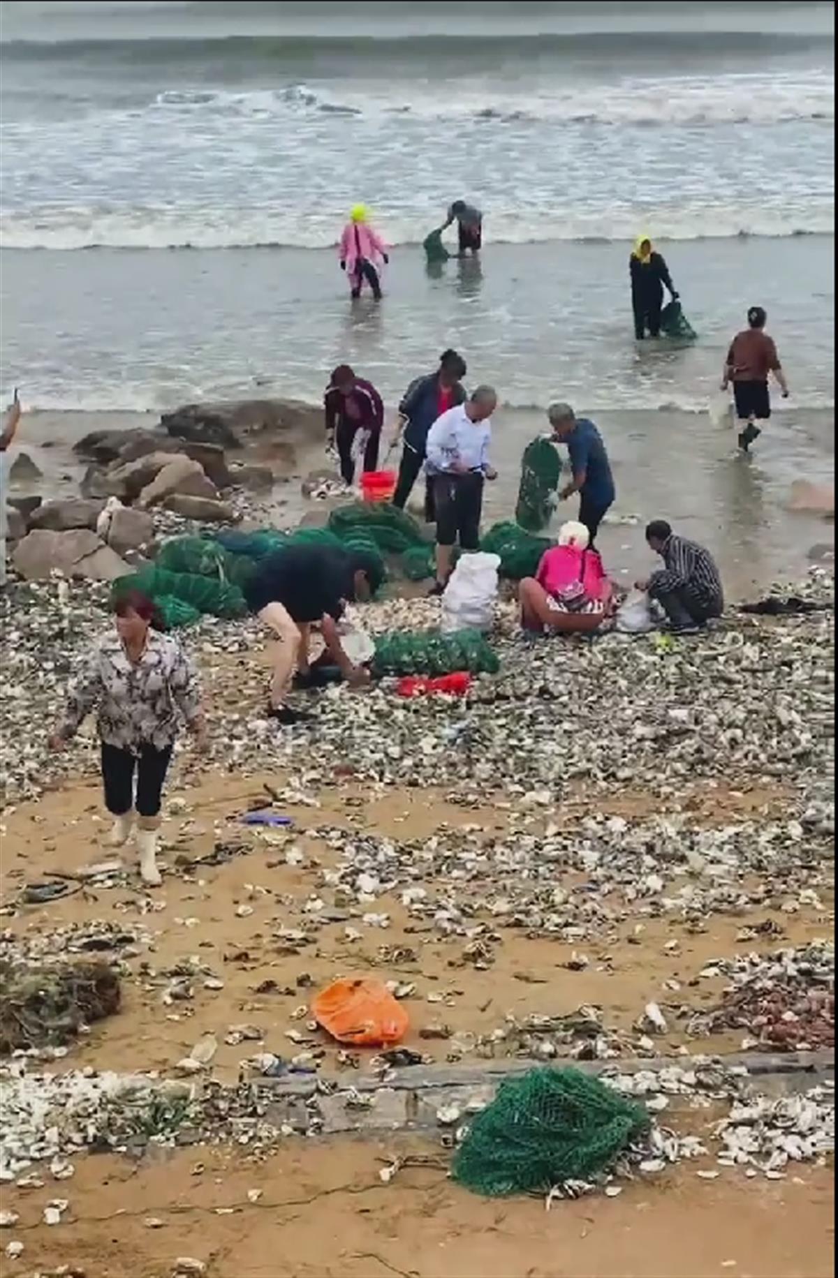 台风过后海滩上被吹来大量海鲜,台风过后海滩上被吹来大量海鲜怎么办