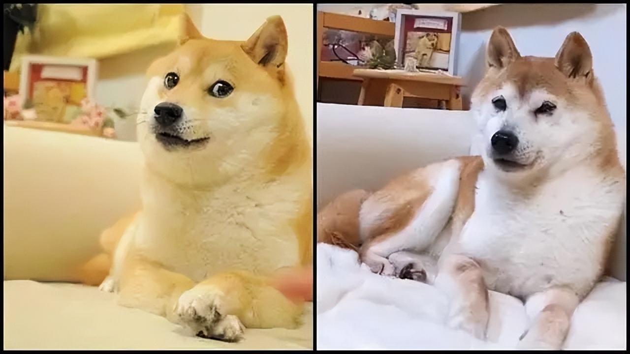 doge表情包原型病危