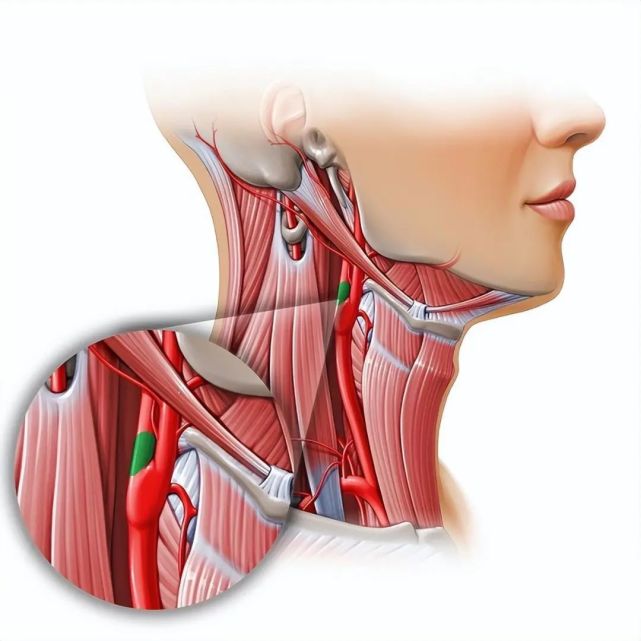 颈动静脉解剖结构图图片
