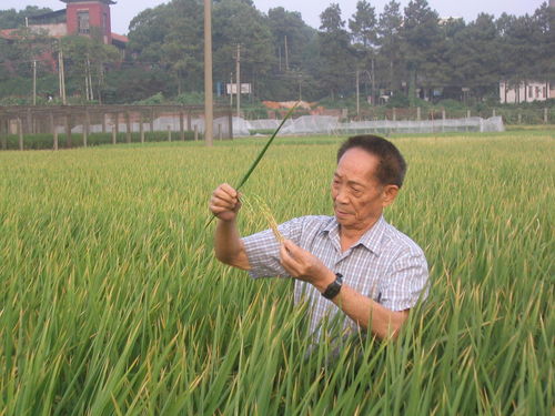 袁隆平田间工作珍贵影像_纪念袁隆平｜那一天，金黄稻田上，袁隆平生前工作的影像