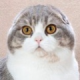 δ