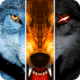 (Wolf Online)