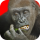 д