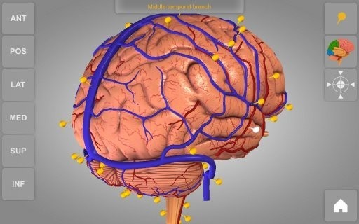 3dԲ(brain 3d)ͼ0