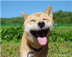 柴犬北登表情包