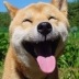 柴犬搞笑表情包