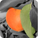 color accentİ