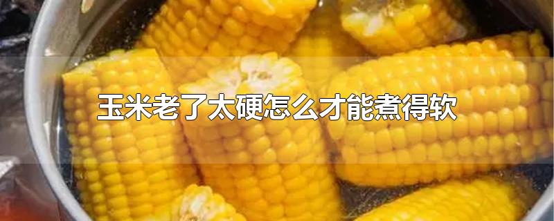̫Ӳô