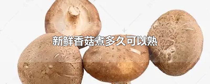 㹽ÿ