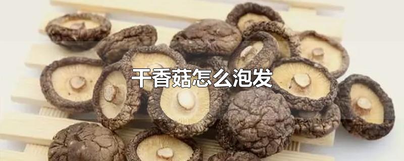 㹽ôݷ