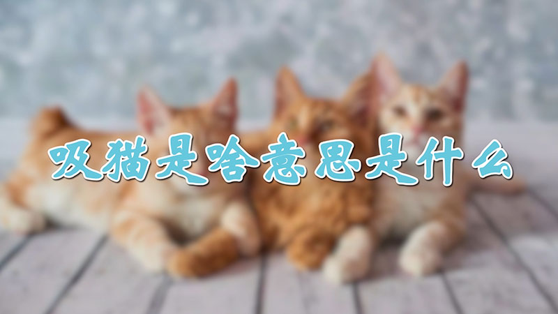 èɶ˼ʲô
