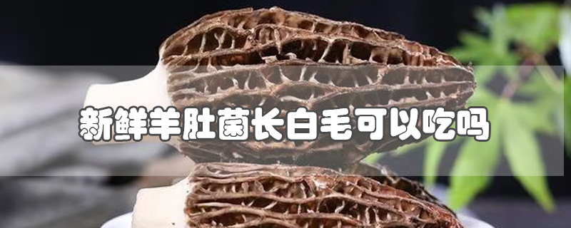 ǾëԳ
