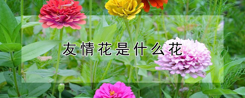 Ļʲô