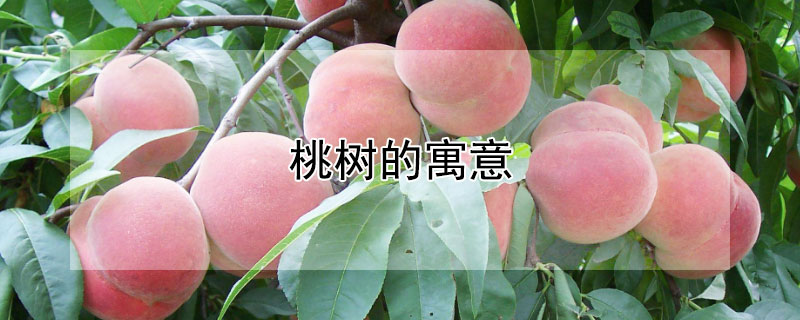 Ԣ⣨Щ壩