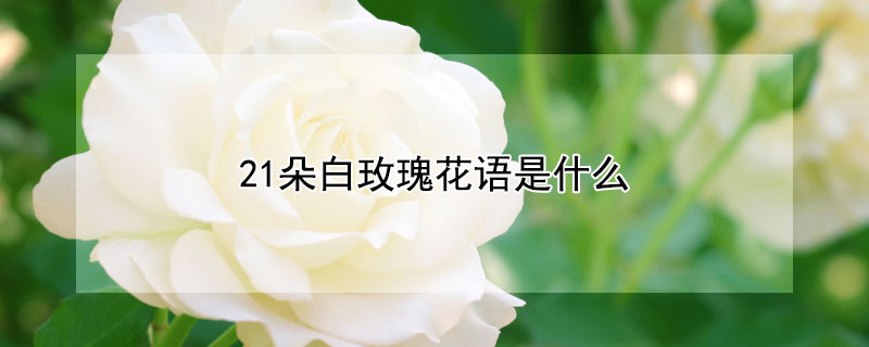 21õ廨ʲô21õЩ壩