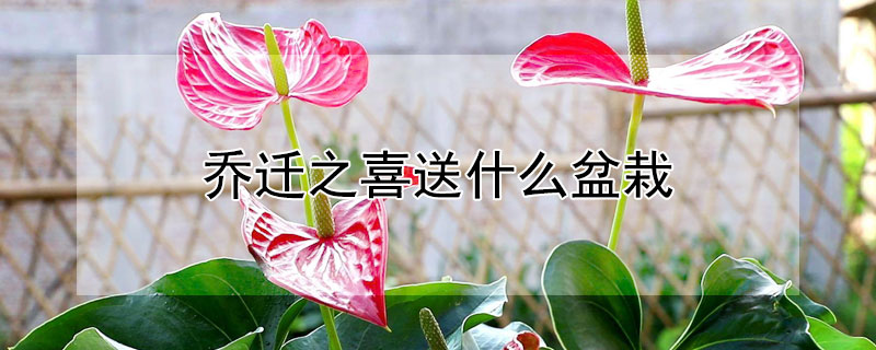 Ǩ֮ϲʺʲôԣǨ֮ϲЩԣ