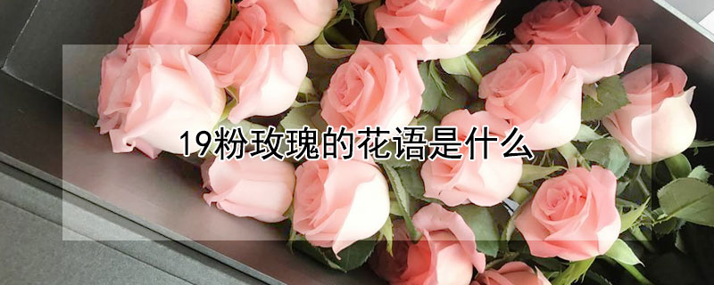 19õĻʲô19õԢ