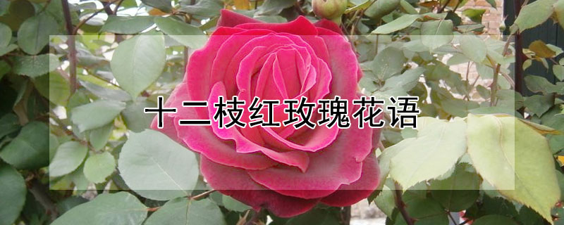 ʮ֦õĻʮõʲô
