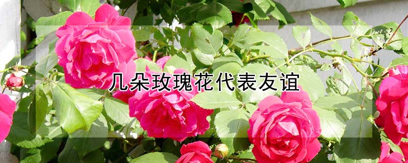 õ廨꣨ٶõ꣩