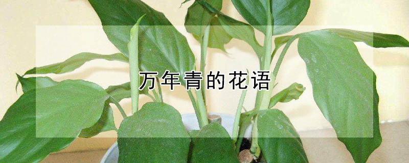 ĻʲôԢ⣿