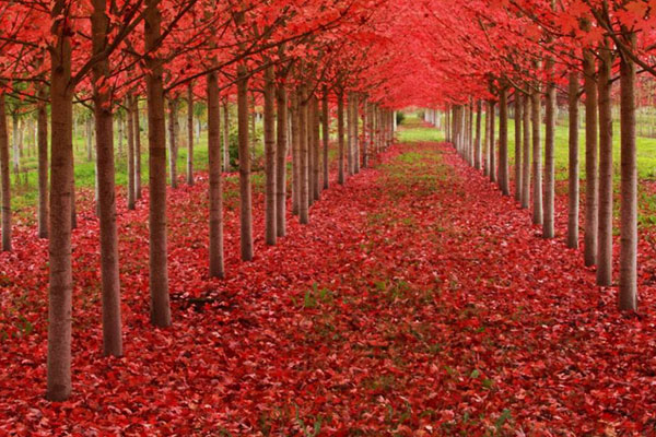 Ļ