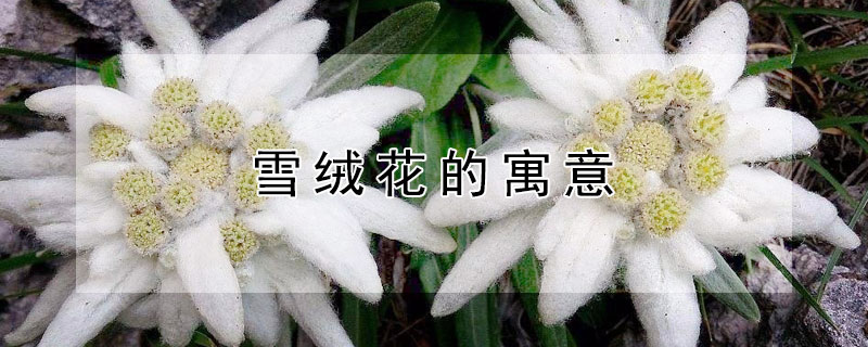 ѩ޻Ԣ⣨ѩ޻ʲô