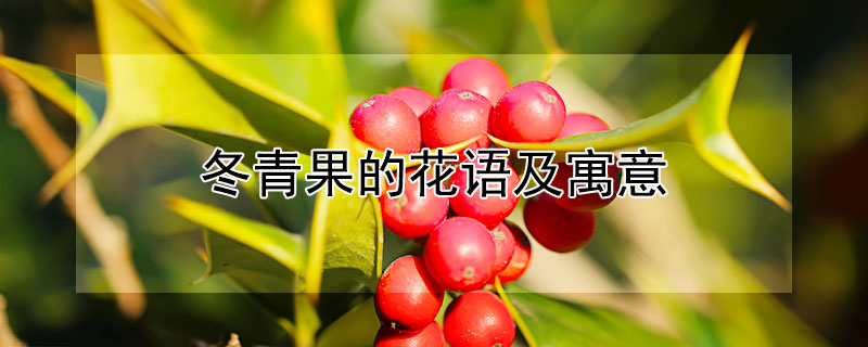 冬青果的花语及寓意是什么？
