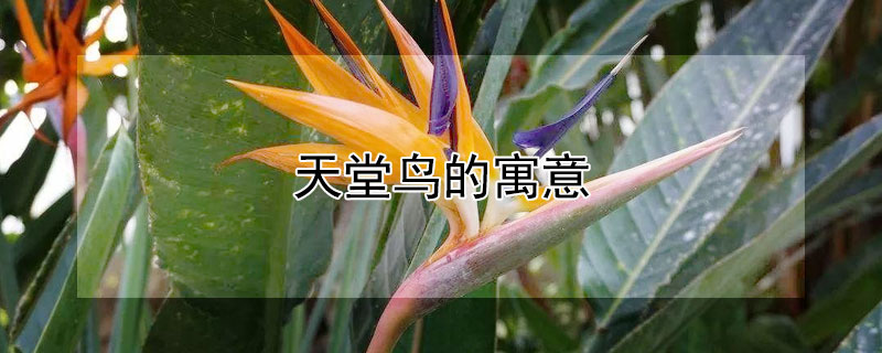 ԢʲôЩ壿