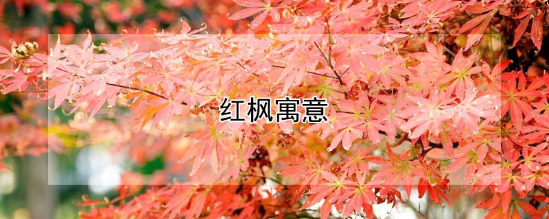 ԢʲôЩ壿