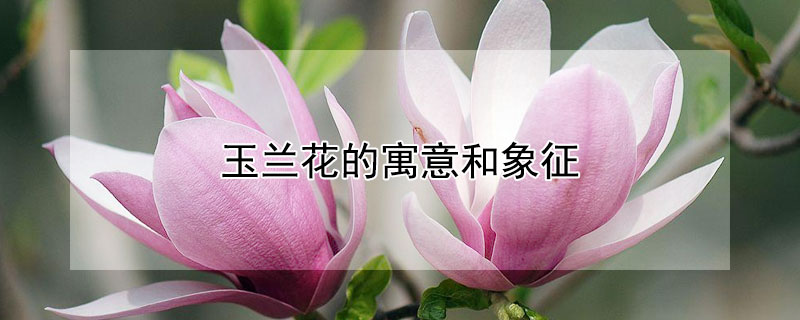 ԢʲôЩ壿