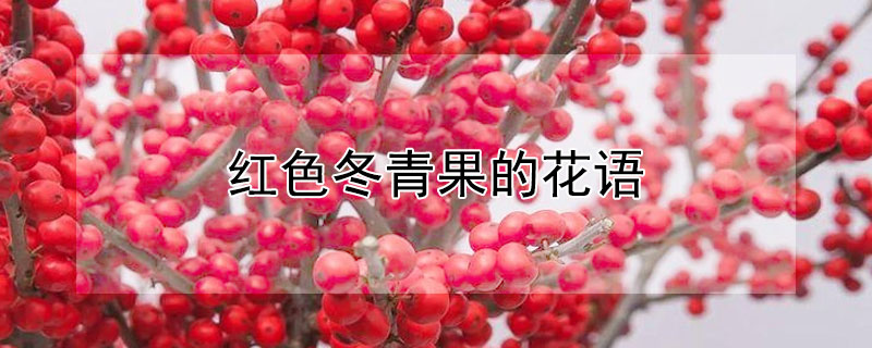 红色冬青果的花语解读，红色冬青果有什么意义？