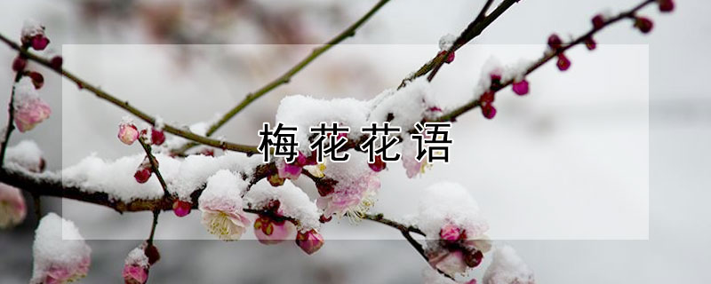 ÷÷ʲôԢ⣩
