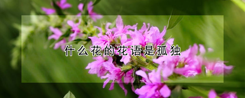 ʲôĻǹ¶ֻĻǹ¶