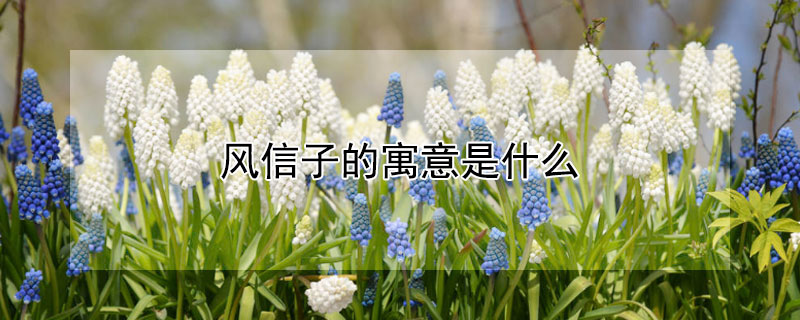 ӵԢʲôЩ壩