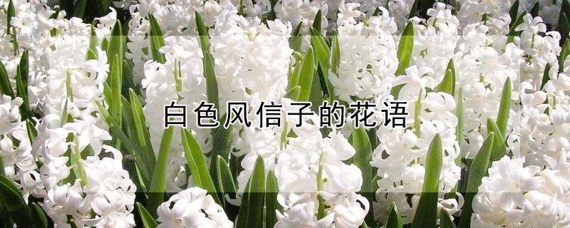 ɫӵĻɫʲô壩