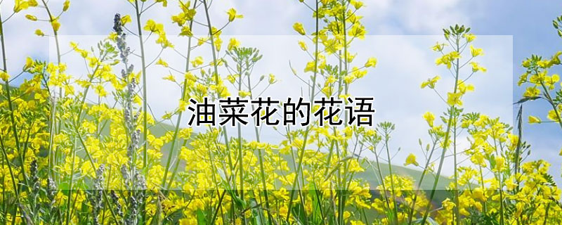 Ͳ˻ĻͲ˻Щ壩