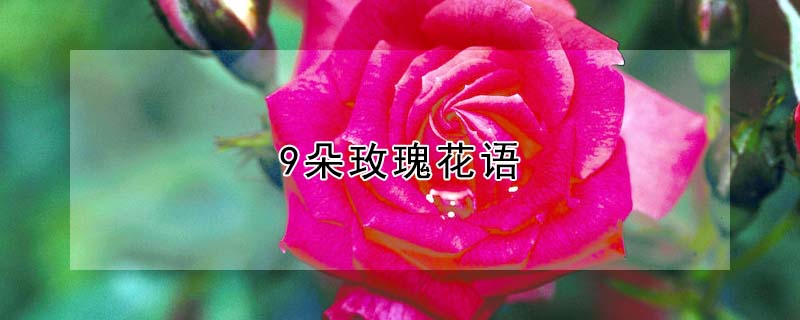 9õ廨9õʲôԢ⣩