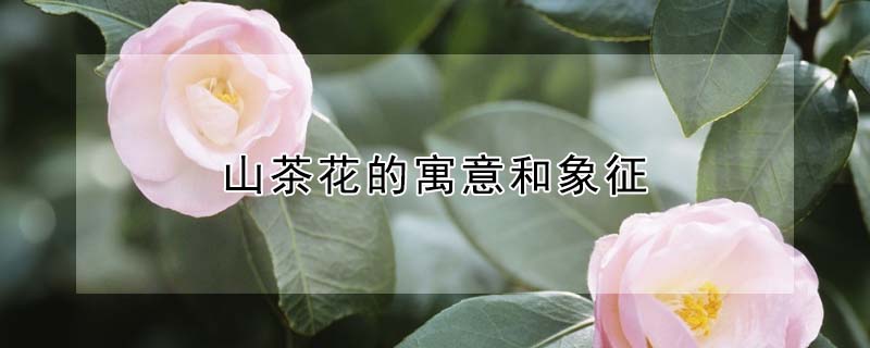 ɽ軨Ԣɽ軨ʲô壩