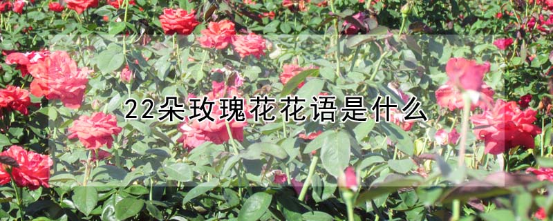 22õ廨ʲô22õ廨Ԣ