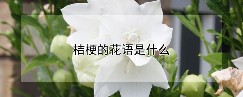 ۹Ļʲô۹Щ壿